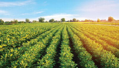 Aduaba Ne Ahanbanpa Green Project